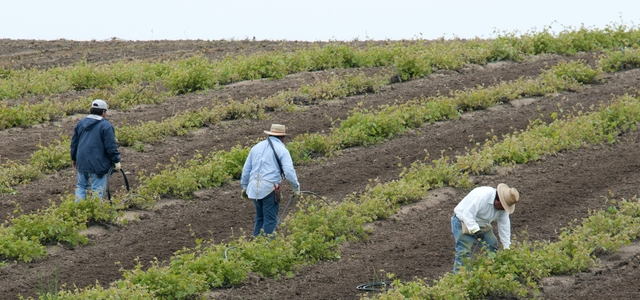 How the Immigration Reform Bill Could Help Undocumented Farmworkers and Growers