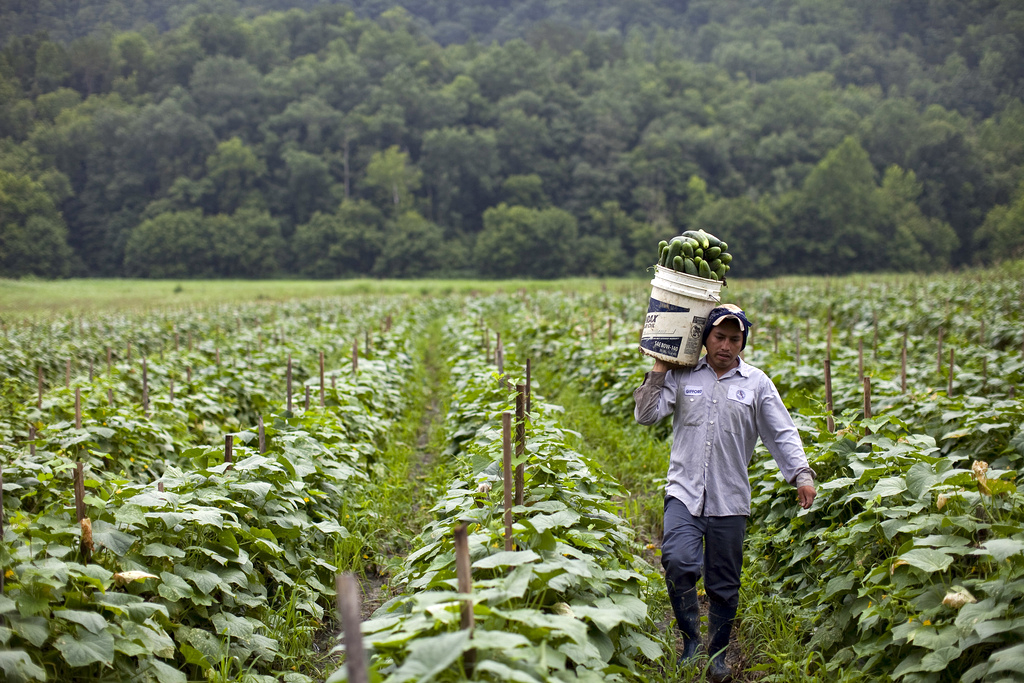 How the Broken Immigration System Hurts Farmworkers Who Pick Our Crops