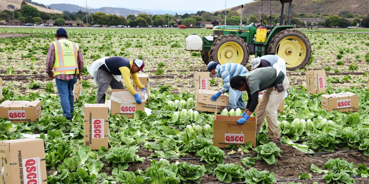 Farmworkers Need Better Support to Survive COVID-19