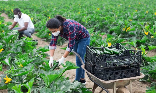 Giving Thanks to the Hands That Feed America: Immigrant Farmworkers